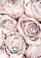 collection-preview-2