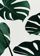 collection-preview-1