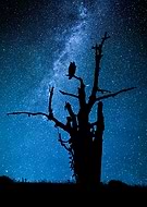 collection-preview-3