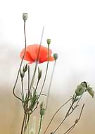 2021-08-04/d49fc8bd0fb4a048b1890950cc8d7f12_e43e8cda2c1620a6752f5e609a3c33fb