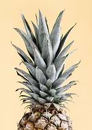 collection-preview-3