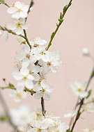 collection-preview-3