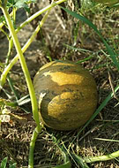 2021-10-10/f0edc99a561e2f2ebd1dbe8dc28f10fc_c403be2a06d3106e702d12c9e6e5ad4f