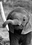 collection-preview-1