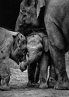 collection-preview-0