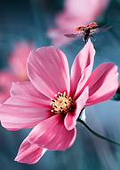 collection-preview-3