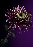 2022-03-15/7060a858d06a5dff53a0272263736e59_dc55975968198f6cdb41775927b8bf5b