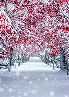 collection-preview-1