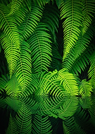 collection-preview-2