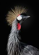 collection-preview-1