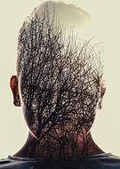 collection-preview-2