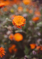 2022-10-17/049fa7e80be6ee2f24267e76a6a00f20_690a8a23b4b18bfc0897f1f3f6ef205c