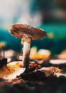 2022-11-08/83fc77bb2965c194e3e5dbe0f8037754_06633c0683065032fd3816fd9dc168fe