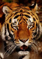 2022-11-15/cf8d3dee2fbd0ffdda72f007ed60fd76_d4e4741184a8ab81066147644e9aa5b4