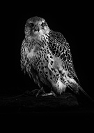 2022-12-04/061c3662356099a65379349d0406749d_61387229762b591f27652833cd665faa