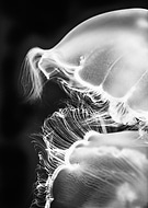 collection-preview-1