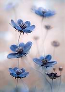 collection-preview-0