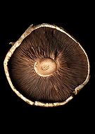 2023-03-02/077436cf6b618b3efb8dc4d4962cd289_b0cdc6b714160a88ed6cf2d4b0440832