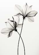 collection-preview-2