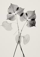 collection-preview-2