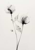 collection-preview-1