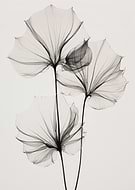 collection-preview-1