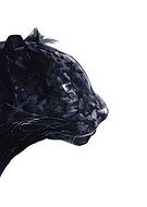 2023-07-17/ecb0f761ebf5fee5629d6a3132f8db8e_4dcf245fff0551c597cbbbdf5223c2ec