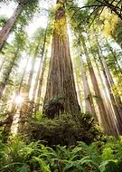 collection-preview-1