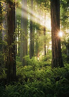 collection-preview-0