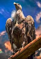 2023-09-05/644a2a53696511dca7e7c91b1975e76f_afdee984348e9c990bb1f78e2e93eb75