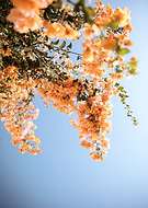 collection-preview-0