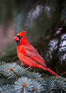 collection-preview-3