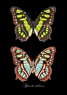 2023-12-12/a2fd361e73a46635ce4539b9bf268a35_841d00ca252ccb7311734f5fba0c104f