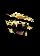 2024-01-17/1c0e663dd1277464da5740408898fa4c_1cb58785ef2fecb42b8187b8d8904979