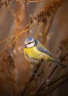 2024-02-11/408b0fe18a91cbdd63b38c45ac4364a1_028900fb57801670cc04166c0e7ef859