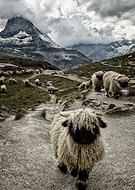 collection-preview-0