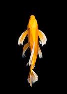 2024-04-09/ac537d68ec549169ea312f0bc6dfbc5f_f68d82906e99ac9b4609c77902e9e010