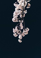 2024-09-21/4e0eb7fb-1f94-4bd5-91bc-ca494120be0e