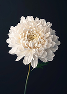 2024-09-25/44978562-e45b-4403-8c60-538fa2f80750