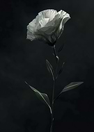 2024-09-28/1c41fce0-1755-4ee7-b997-81b9f4bc05af