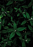 2024-10-18/9515884c-34d0-492b-9e9b-13d21c71054c