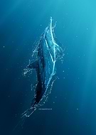 2024-10-24/610089d9-8e76-4a9d-9e9c-9c1e51d859f4