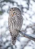 2024-12-11/3116c244-cbfe-4a1a-a93c-8aa344cd799e