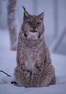 2024-12-19/71f74c91-8c56-45d8-8223-3853fd7b7d6a