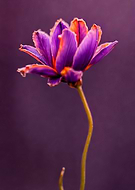 2024-12-27/944ada6b-620d-4e37-8047-3e64aef47991