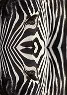 2025-01-01/ffa03fee-9302-4173-ba31-8a5521b94a76