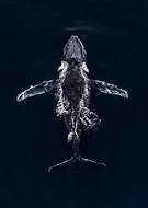 2025-01-02/64caaad7-84b8-4631-a105-731a46ad1c0b