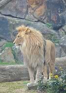 2025-01-18/817cde3b-a8d2-4ba9-bea4-ce9ff9dd0eb9