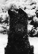 2025-02-10/cfb81deb-a1db-40f6-8ce1-006ace946410