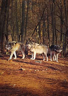 2025-02-13/47e2db5b-9e54-49ba-944c-b8446dd776f7